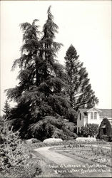 Cedar of Lebanon where Luther Burbank is buried Postcard