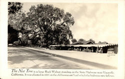 The Nut Tree Postcard