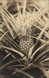 Pineapples Postcard