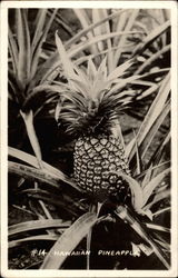 Hawaiian Pineapple Postcard