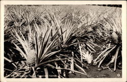 Pineapple Field Hawaii Postcard Postcard