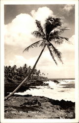 Wind blown palm Hawaii Postcard Postcard