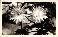 Water Lily - Hawaiian Islands Postcard