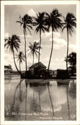 Palms and Rice Fields Postcard