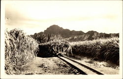 Sugar cane, Kuai Hawaii Postcard Postcard