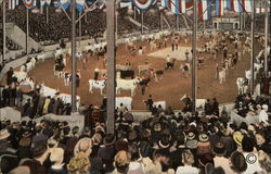 Parade of Champion Cattle in Hippodrome, Dairy Cattle Congress Waterloo, IA Postcard Postcard