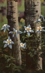 Colorado Columbines growing along the aspens Flowers Postcard Postcard