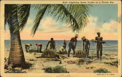 Capturing Green Turtles on a Florida Key Postcard