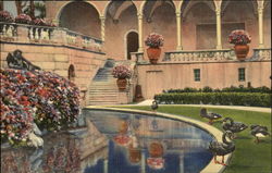 Black Swans, Ringling Art Museum Postcard