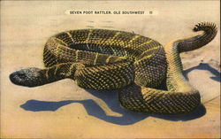 A Seven Foot Rattler of the 'Ole Southwest Postcard