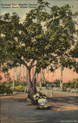 Sausage Tree (Kigellia Pinatta), Coconut Grove Postcard