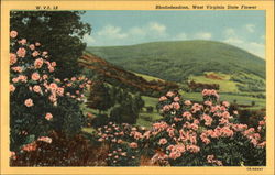 Rhododendron, West Virginia State Flower Postcard