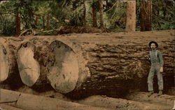 Giant Fir Logs Ready For The Mill Postcard