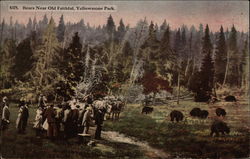 Bears Near Old Faithful Yellowstone National Park Postcard Postcard