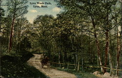 Lynn Woods Park Massachusetts Postcard Postcard