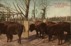 Buffalo Herd, Lincoln Park Postcard