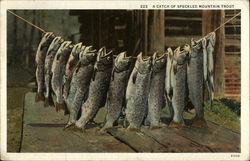 A Catch of Speckled Mountain Trout Fishing Postcard Postcard