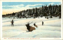 Elk Stalled in Snow - Hayden Valley Yellowstone National Park, WY Postcard Postcard