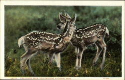 Two young deer Postcard