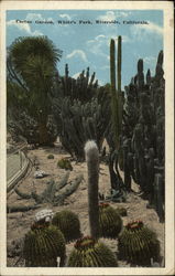 Cactus Garden, White's Park Riverside, CA Postcard Postcard