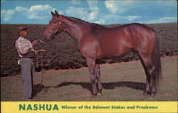 1955 Nashua Winner of the Belmont Stakes and Preakness Postcard