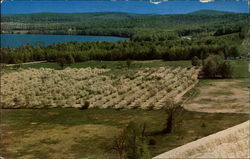 Cherry Blossoms in the Grand Traverse Region Postcard