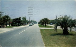 Palms lining The King's Highway Postcard