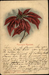 Pointsettia Blossom Postcard