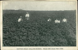 Cotton Field, Collyns Ranch San Angelo, TX Postcard Postcard