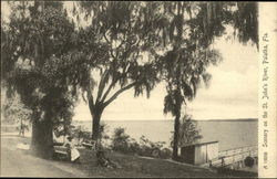 Scenery on the St. John's River Postcard