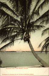 Cocoanut Tree Palm Beach, FL Postcard Postcard