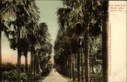 Palm Walk, Palm Beach Lake Worth, FL Postcard Postcard