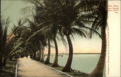 Palm Walk, Palm Beach Lake Worth, FL Postcard Postcard