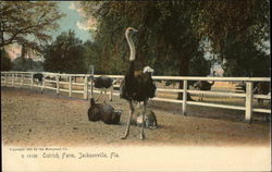 Ostrich Farm Postcard