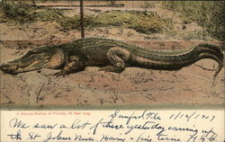 A Beauty-Native of Florida 19 Feet Long Postcard