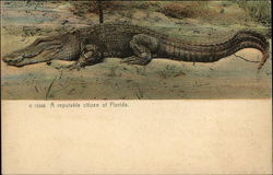 A Reputable Citizen of Florida Alligators Postcard Postcard