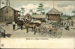 Scene in a Sugar Plantation Florida Postcard Postcard