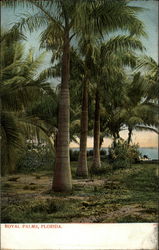 Royal Palms Postcard