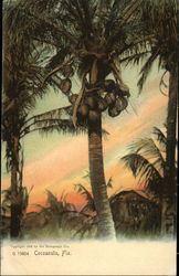 Cocoanuts, Fla Postcard