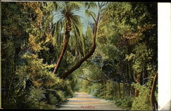 Florida Postcard