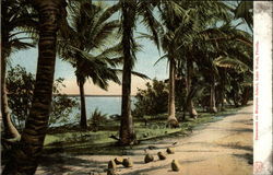 Coconut on Munyons Island Lake Worth, FL Postcard Postcard