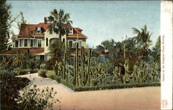 Cactus on the Craignan Place Postcard