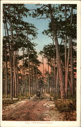 Pine Woods Florida Postcard Postcard