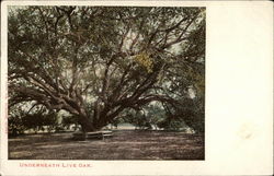 Underneath the Live Oak Postcard