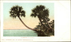 Palmettoes of Florida Postcard