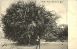 Man Playing Violin Under The Bamboo Tree Postcard