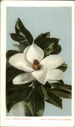 Magnolia Blossom Postcard