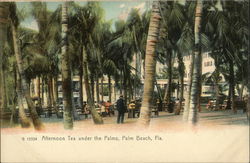 Afternoon Tea Under the Palms Palm Beach, FL Postcard Postcard