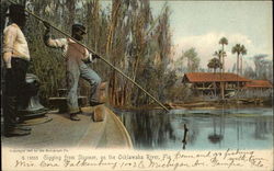 Gigging from Steamer, on the Ocklawaha River Florida Postcard Postcard