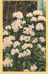 Rhododendrons in the Northwest Flowers Postcard Postcard